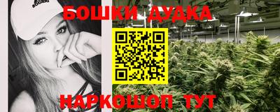 индика Кингисепп
